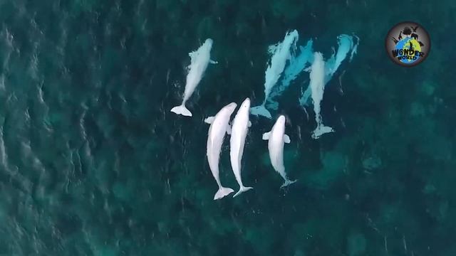 Top 10 Friendliest Sea Animals In The World | Friendship Between Animals And Humans. смотреть онлайн