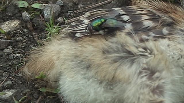 ПТИЦЫ_Фазанчик мёртвый на земле