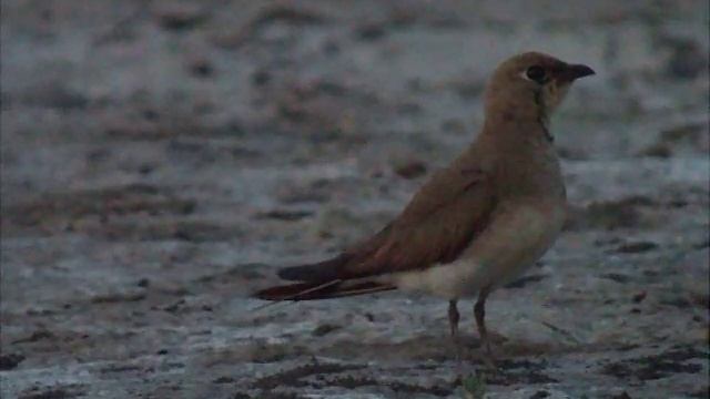 Glaréole à collier (Glareola pratincola) Collared Pratincole смотреть онлайн