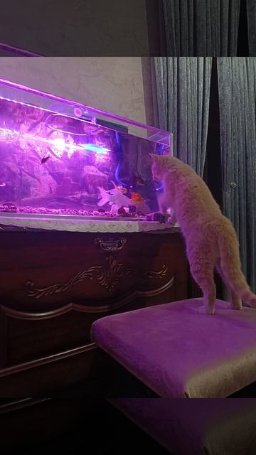 кот и рыби #котики #рыбы #аквариум #аквариумист смотреть онлайн