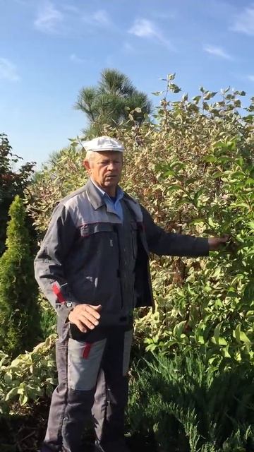 Вегейла с розовым цветением - продажа саженцев | КФХ Манаков смотреть онлайн