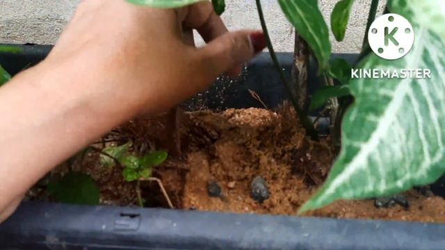 How to grow syngonium plant| how to grow Syngonium plant in water and soil | #care_tips смотреть онлайн