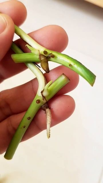 How to propogate money plant in water | How to grow money plant in soil | #shorts смотреть онлайн