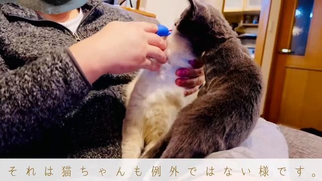 【もふもふラグドールの作り方】アルス君はぬいぐるみ猫として毎週のお手入れは欠かせません！ブラッシングから耳かきまで一挙公開　ラグドール日記〜代筆ロシアンブルー〜第52話『アルスと猫のお手入れ』 смотреть онлайн
