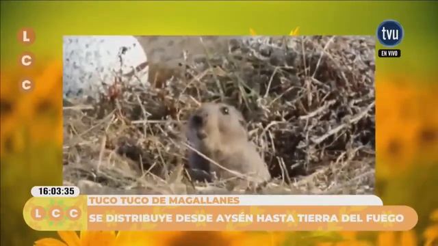 Conoce la gran diversidad de roedores nativos presentes en Chile смотреть онлайн