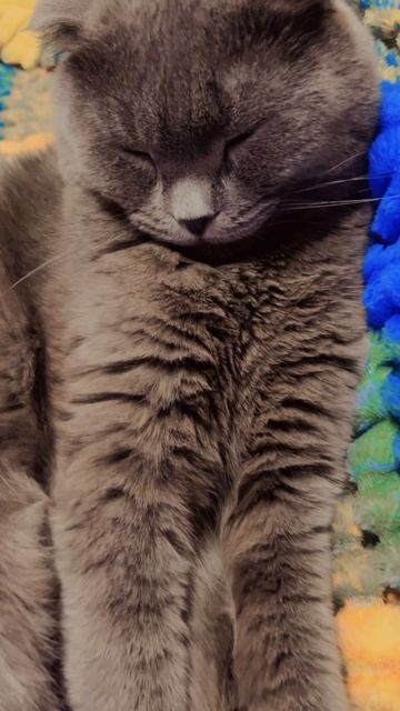 🔴КОТ СМОКИ🔴 смотреть онлайн