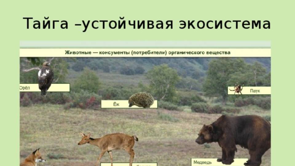 Экосистема Тайги смотреть онлайн