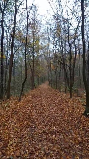 Path in the Forest - November 8th, 2020 смотреть онлайн