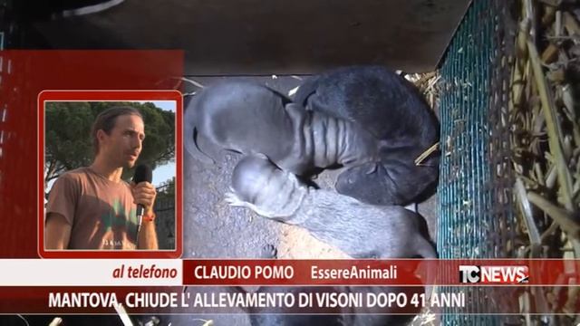 Mantova, chiude l'allevamento di visoni dopo 41 anni смотреть онлайн