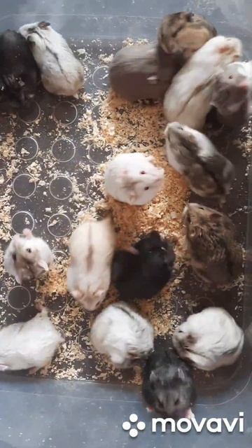 Хомяки из Страны Чудес #pets #love #животные #хомяк #грызуны #москва #ручнойхомяк #питомецдляребенк смотреть онлайн