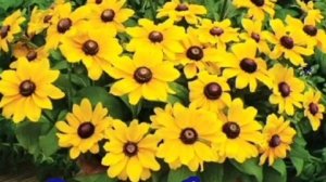 Посев рудбекии. Грунт и условия