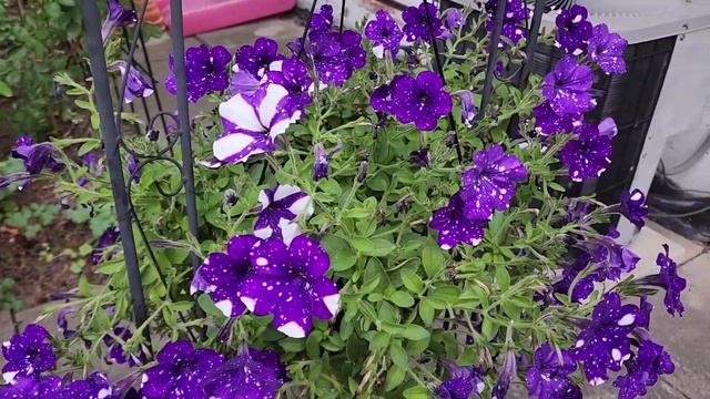 Sophie's Garden 看看光照和温度对花色的影响有多大！ 矮牵牛夜空/星空 Night Sky Petunia смотреть онлайн