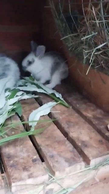 Кроленята и осот смотреть онлайн