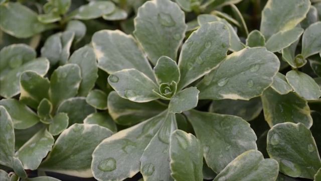New for 2014: Sedum смотреть онлайн