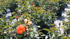 Best Garden Roses, Rose Livin' Easy