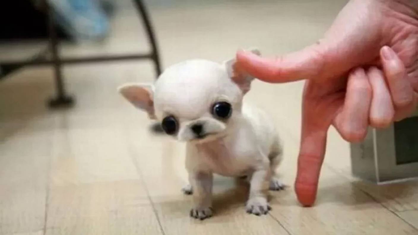 Самые маленькие собаки в мире смотреть онлайн