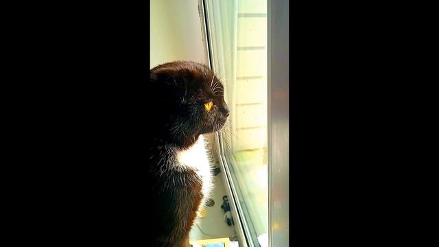 Муся -- урок кошачьего языка))) смотреть онлайн