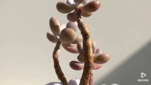 Graptopetalum Amethystinum (y) смотреть онлайн