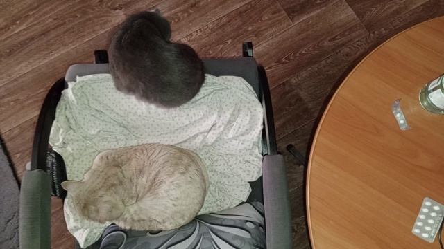 Кот Персик кошка Мыфка в кресле смотреть онлайн