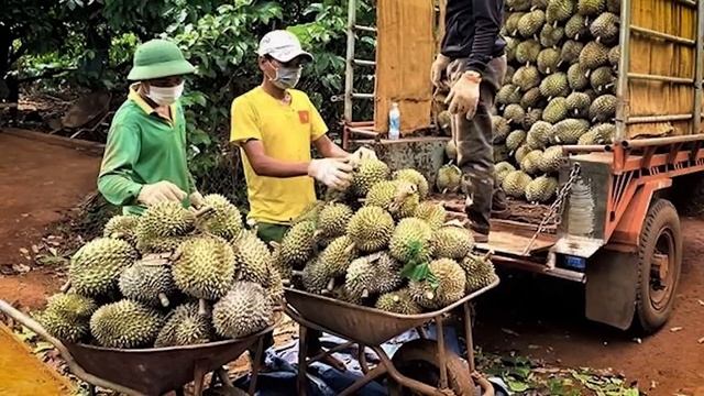 ราคาร่วงหนักจนน่าตกใจ เกิดอะไรกับทุเรียนเวียดนาม смотреть онлайн