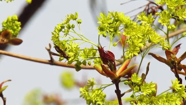 Northern paper wasp visiting maple flowers, 5/5/19. смотреть онлайн