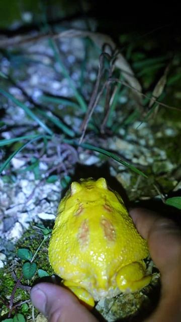 抓住这只蛙是什么品种你知道吗？이 개구리가 어떤 종인지 알아요? Do you know what species this frog is? このカエルがどんな種類か知っていますか？ #frog смотреть онлайн