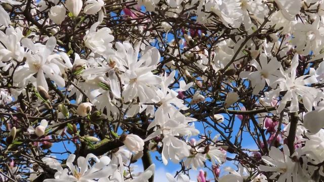 The Magnolias смотреть онлайн