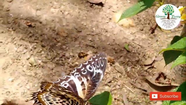 Butterflies in Sri Lanka смотреть онлайн