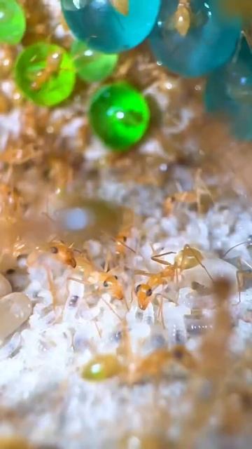 Inside My Ant Farm | Honeypot Ants (Myrmecocystus mexicanus) смотреть онлайн
