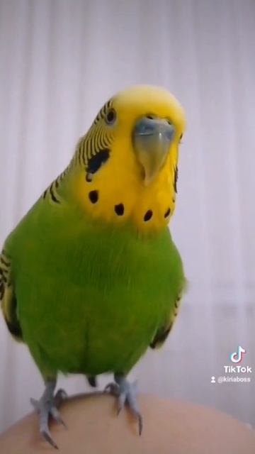 #попушай#питомец#гоша смотреть онлайн