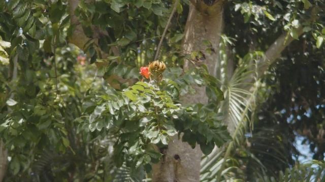 Blackmagic Micro Studio 4K G2 with DZOFilm 20mm-70mm смотреть онлайн