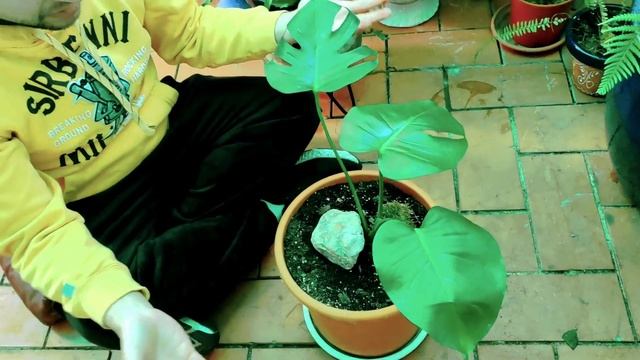 Curiosidades de la Costilla de Adán o Monstera deliciosa, el milagro de la cerveza. #nature смотреть онлайн