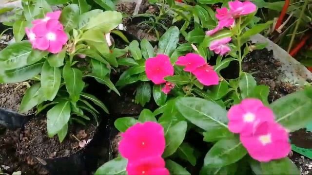 Planting Pink and Red Vinca in Sementadong Kawa смотреть онлайн