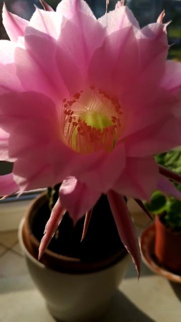 У меня цветет кактус. смотреть онлайн