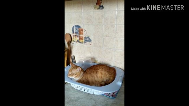 Мой день в розовом цвете! Рецепт бутерброда от Кати. Как сделать маникюр)) Прикол от кота. Мукбанг.