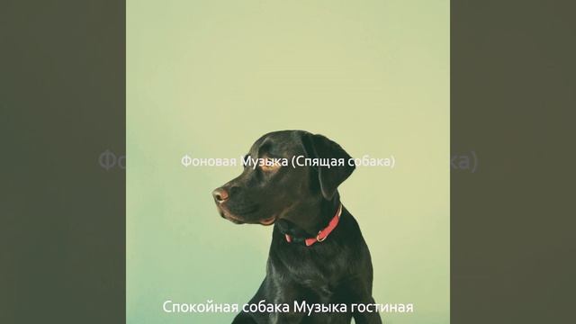 Моменты (Спокойные собаки) смотреть онлайн