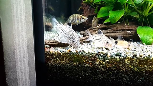 corydoras trilineatus смотреть онлайн