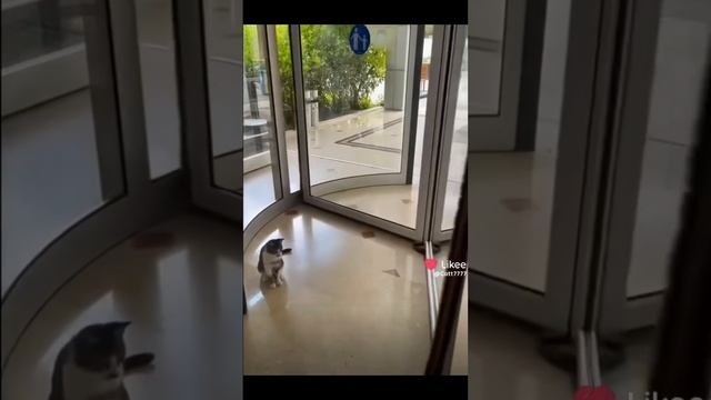 смешные котики! 3 часть! (подборка с лайка) смотреть онлайн