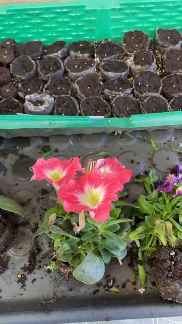 Не делайте так, иначе ваши цветы расти не будут смотреть онлайн