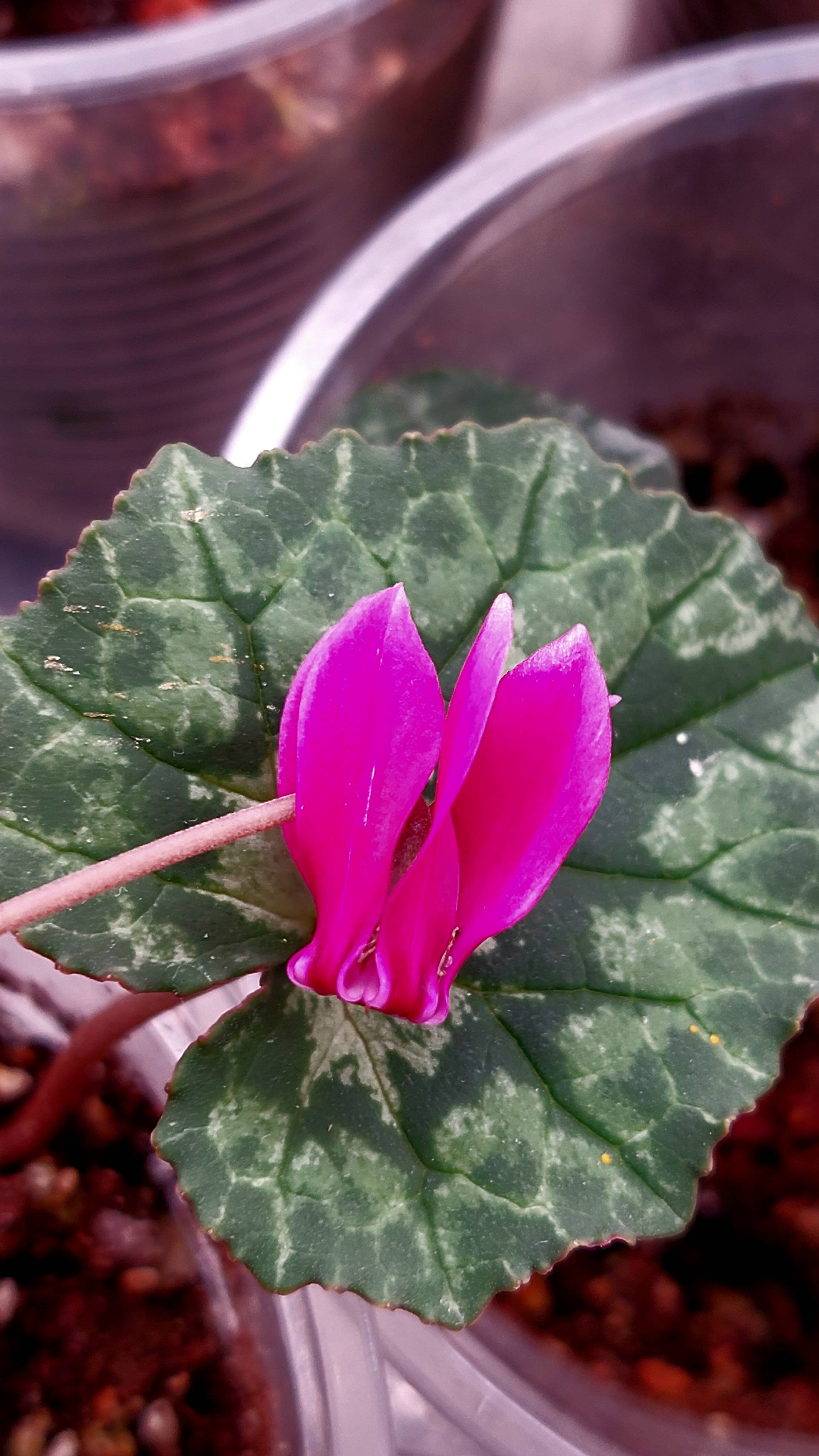 Цикламены плющелистные