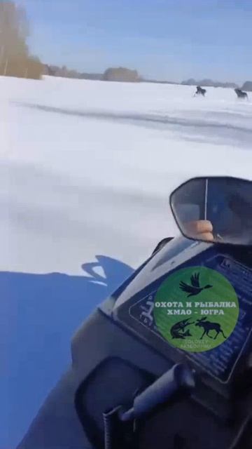 Загнали лосей на снегоходе. Осторожно Мат!! 18+ смотреть онлайн