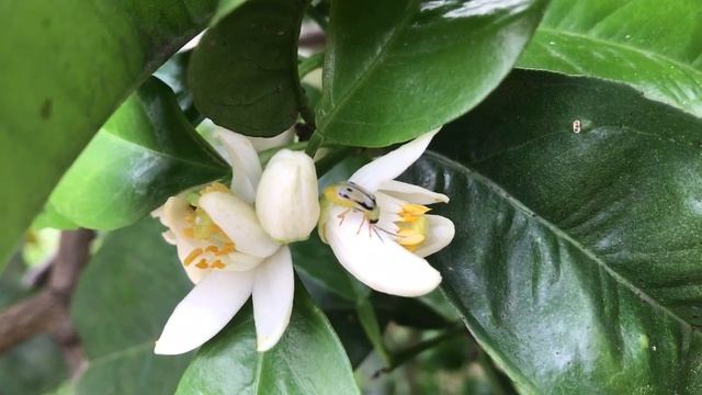 Diabrotica na flor da laranjeira! смотреть онлайн