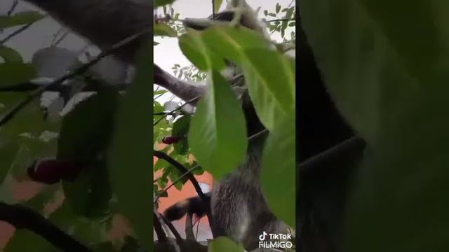 Вишнi - Wellboy смотреть онлайн