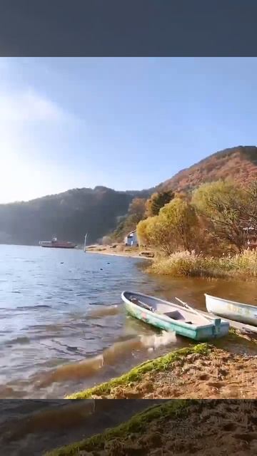 Maple Corridor Autumn Leaves 🍁 富士河口湖散策 смотреть онлайн