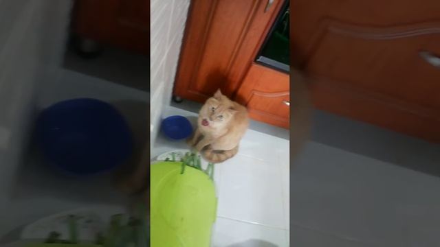 Zeus, el gato enigmático смотреть онлайн