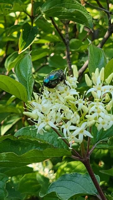 Aranyos rózsabogár (Cetonia aurata) смотреть онлайн