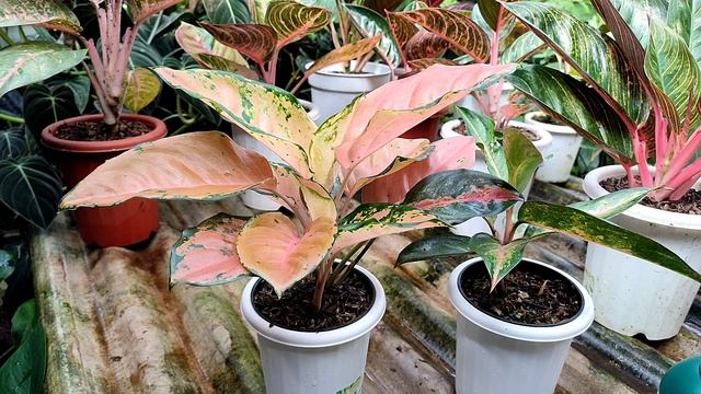 Tips merawat aglonema anti gagal ❓ #aglonema #aglaonema #viral #plantlover #farming смотреть онлайн