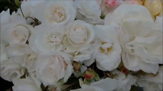 Lara Fabian Meu Grande Amor Лара Фабиан Моя большая любовь смотреть онлайн