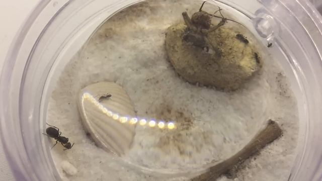 My Ant Setup (4 Month Update) смотреть онлайн