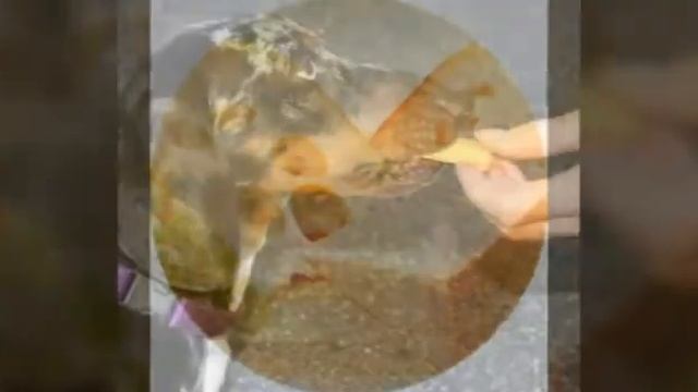 Лакомства для собак. смотреть онлайн